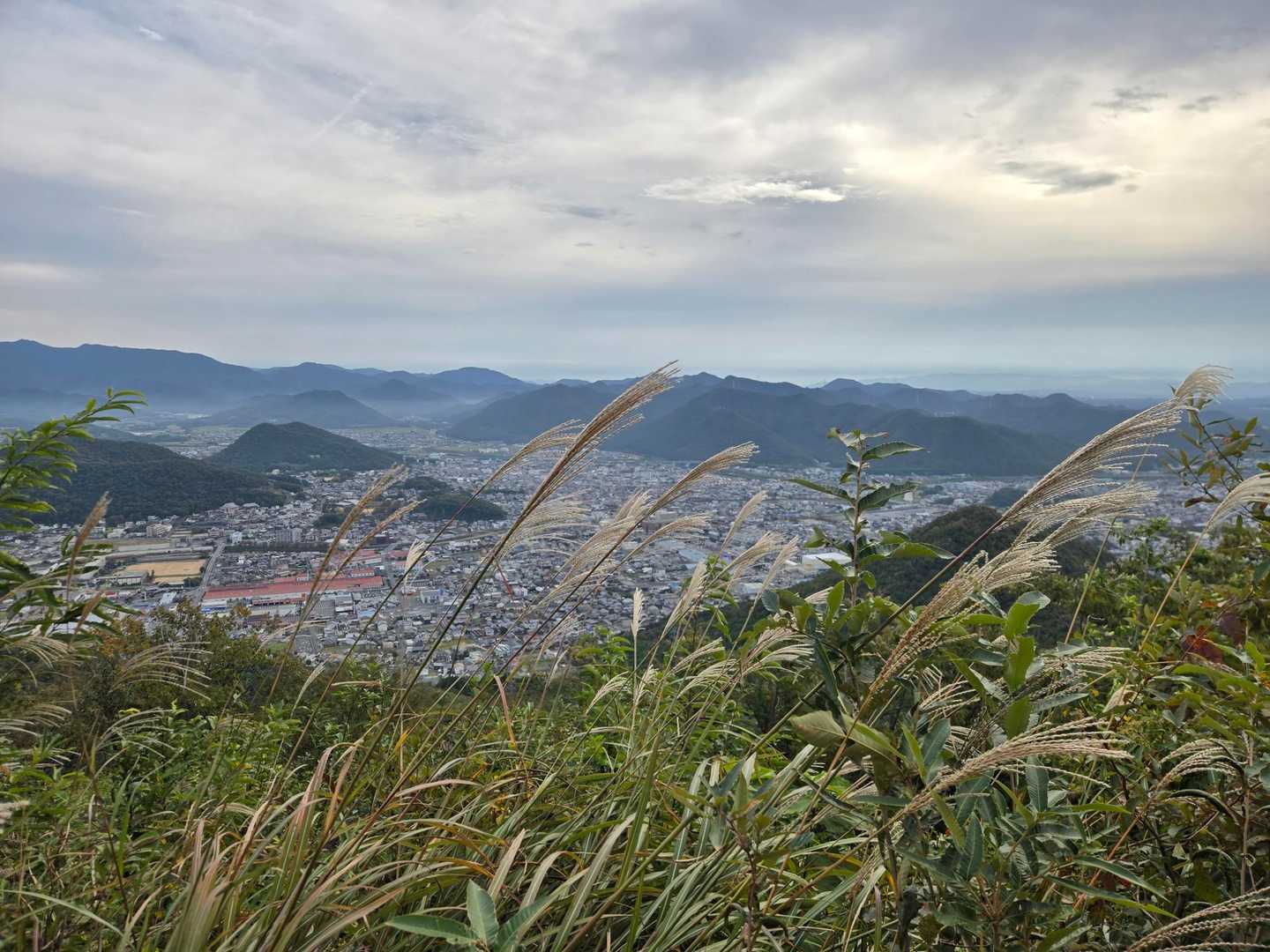 山頂のススキ😊