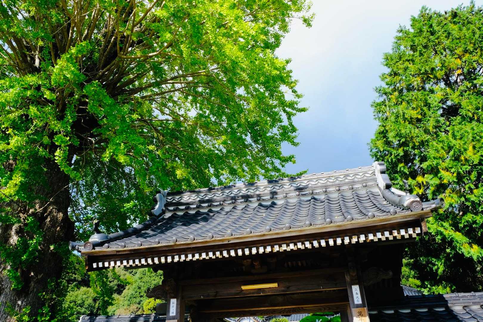 ただいま右田ヶ岳😁お久しぶりです。
銀杏の木はまだ青々としていて、紅葉にはもう少し。