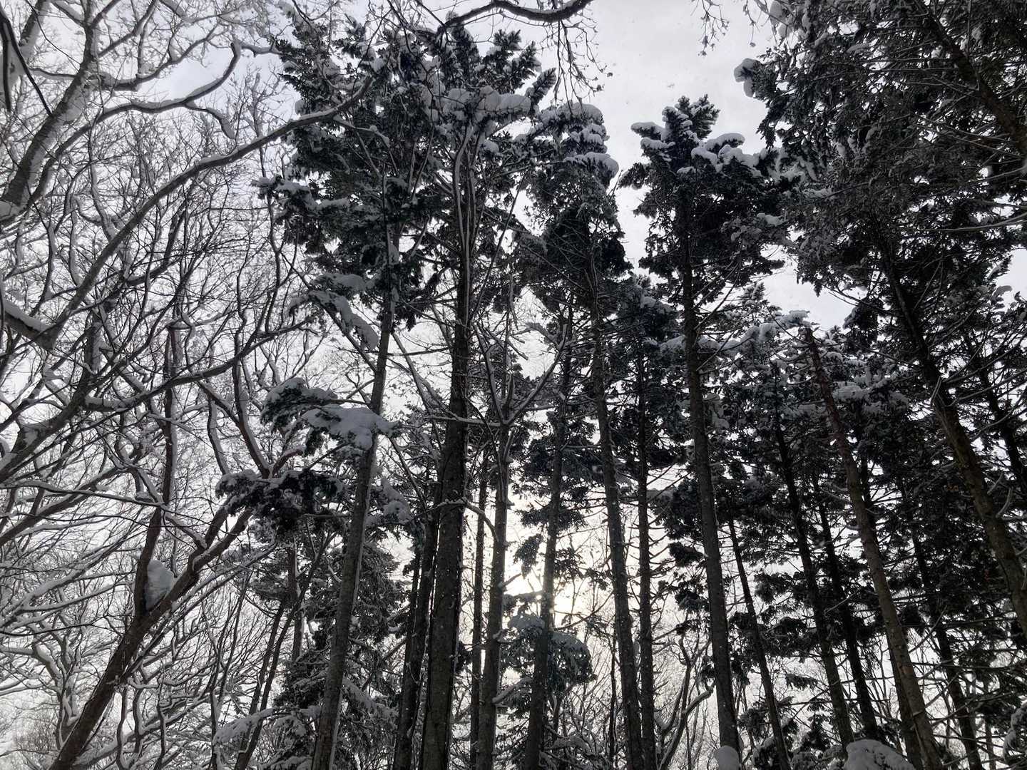 利根別自然公園登山口-萩の山 往復コースの写真