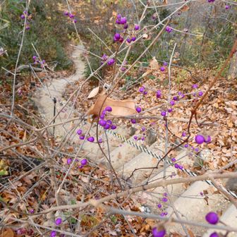 ヤブムラサキ💜

大勢の方々が、
この階段を上がって
来られた　＾＾