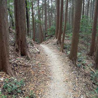 ここから先、ユガテまでは熊とカモシカの目撃情報がある場所。
藪のなかから微かな鳴声と併走してパキパキ音を立てながら走る💨草も揺れてる😂

藪に覆われて見えないので、念のため、笛を吹きながら歩きました。
カモシカには過去に何度か物見山付近で遭遇しています。