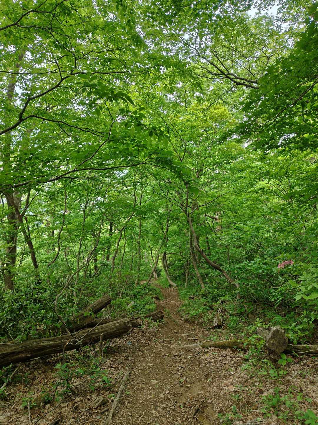 緑が綺麗な登山道🌳🌲