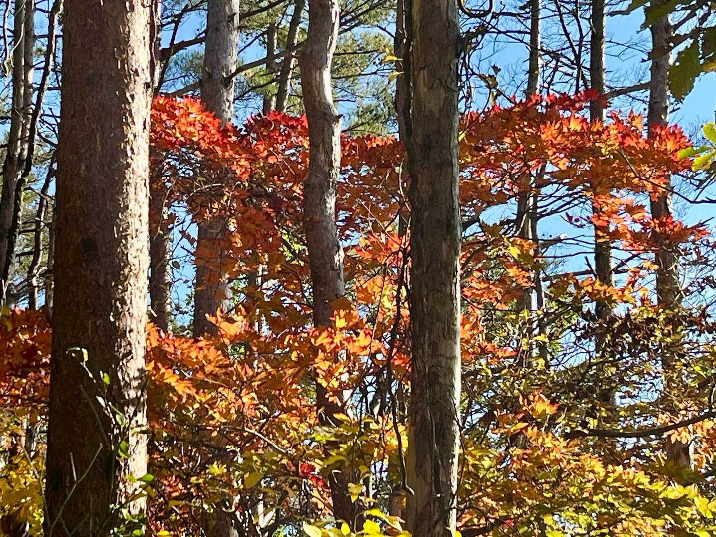 🍁