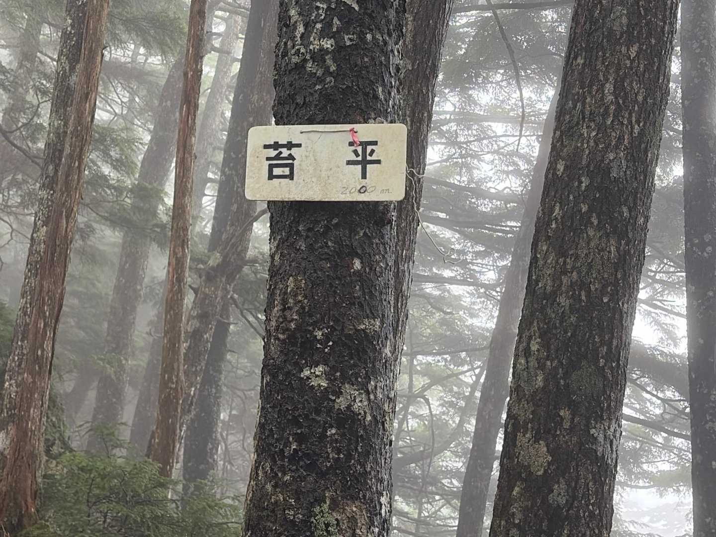 苔平
コケヒラ？
コケダイラ？
コケコッコー🐔