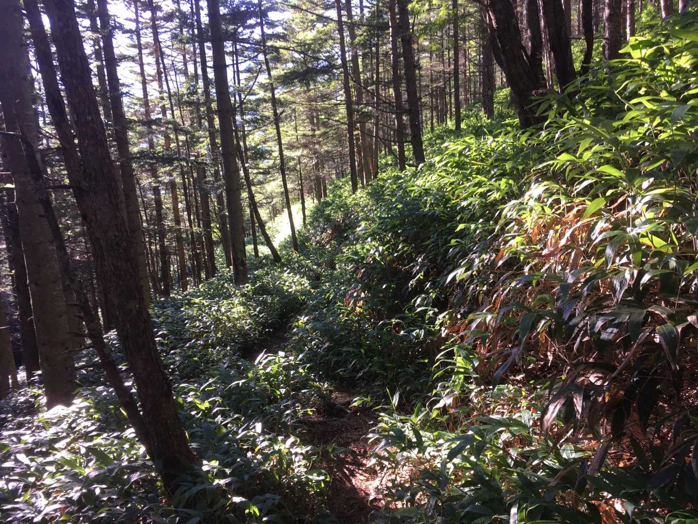 大河原峠-双子山-大岳-北横岳 周回コースの写真