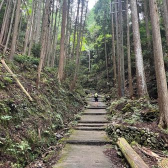 良く整備された山道です