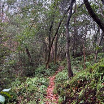 こういうシダの多いルート好き❤️