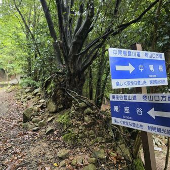 今日は庵座谷コース
