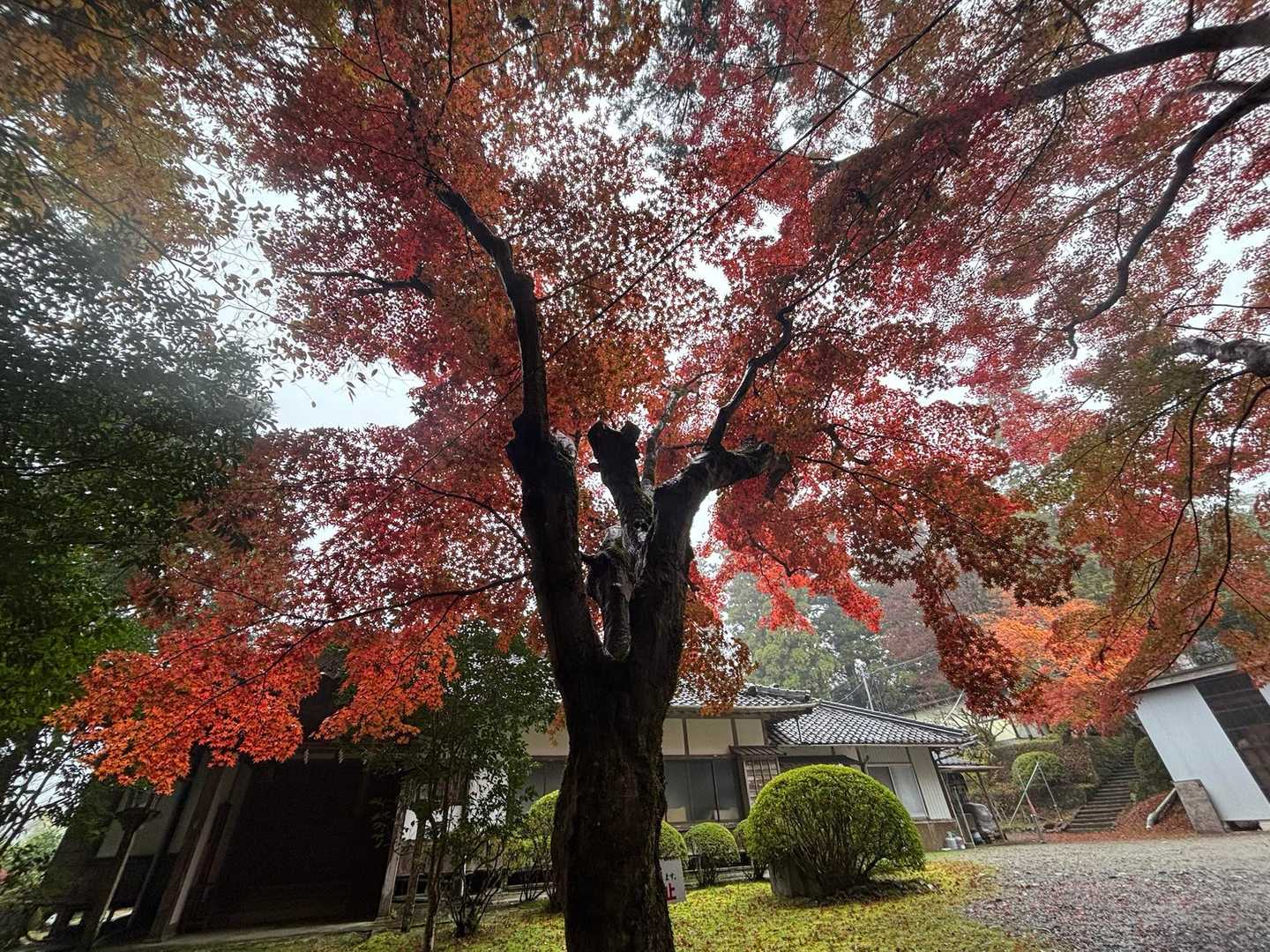 ここも紅葉🍁🧡は