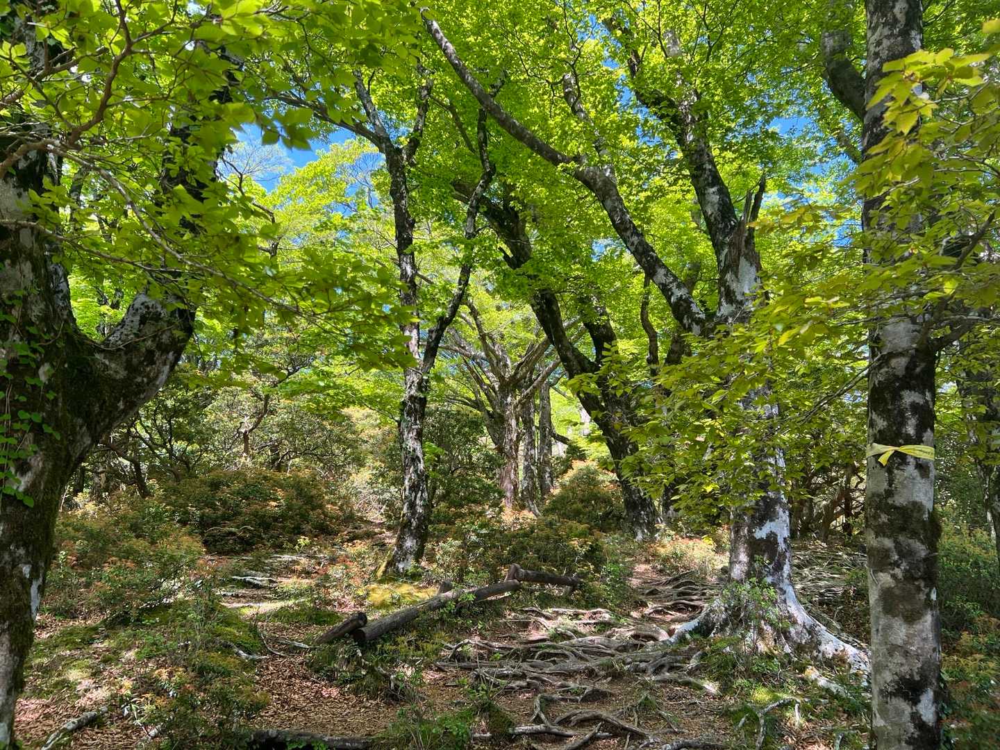 新緑❗️新緑ぅ‼️