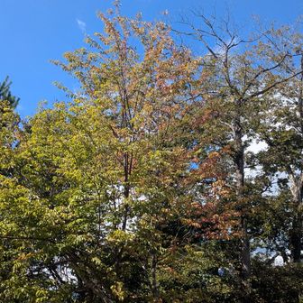 ほんの一部の木が色付いてます