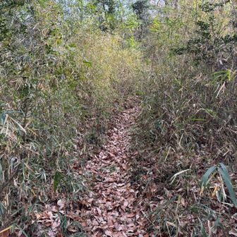 落ち葉と急登で少し怖い😱