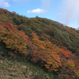 山はだの紅葉。下りは林道から。