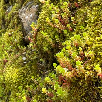 
　　　　　　植物の新芽は一年生だね
　　　　　　って思ったり
