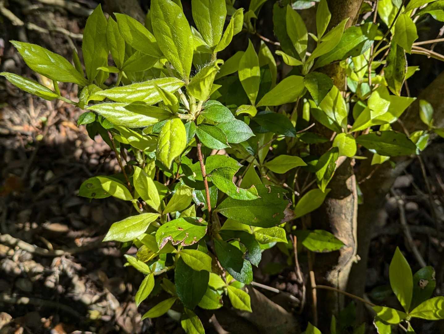 登山道整備くださった片方に感謝しながら歩くと、目線に鮮やかな新芽🌱
