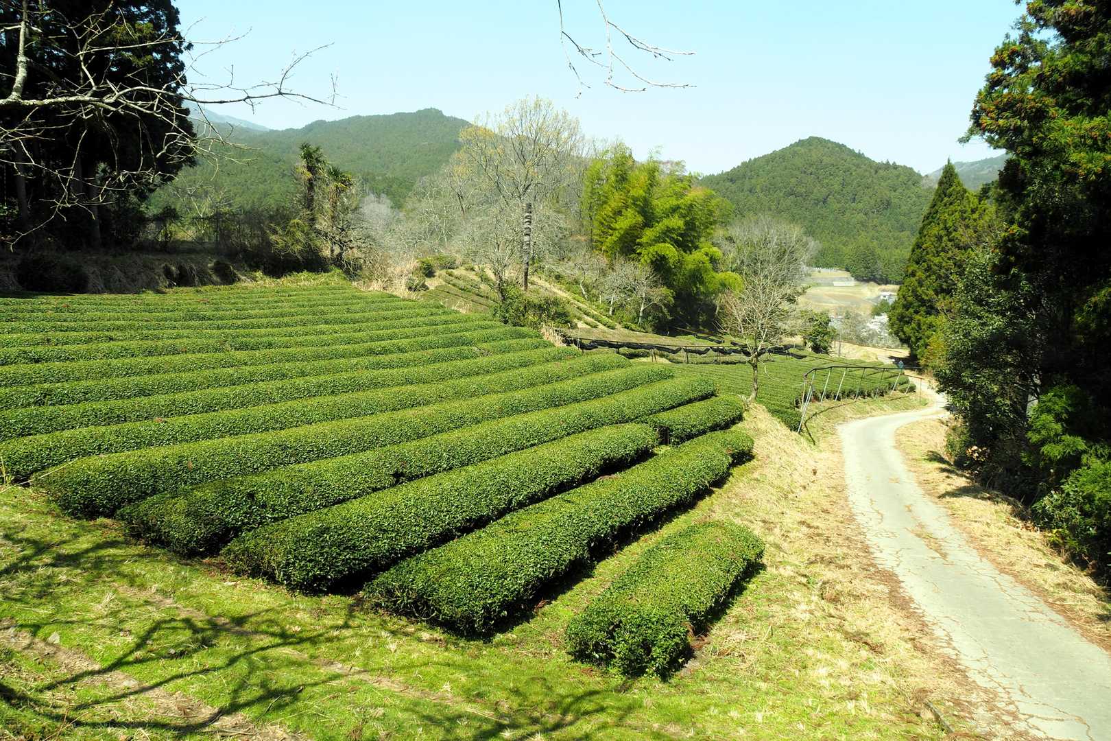 美杉町は「美杉茶」としてお茶づくりも盛ん