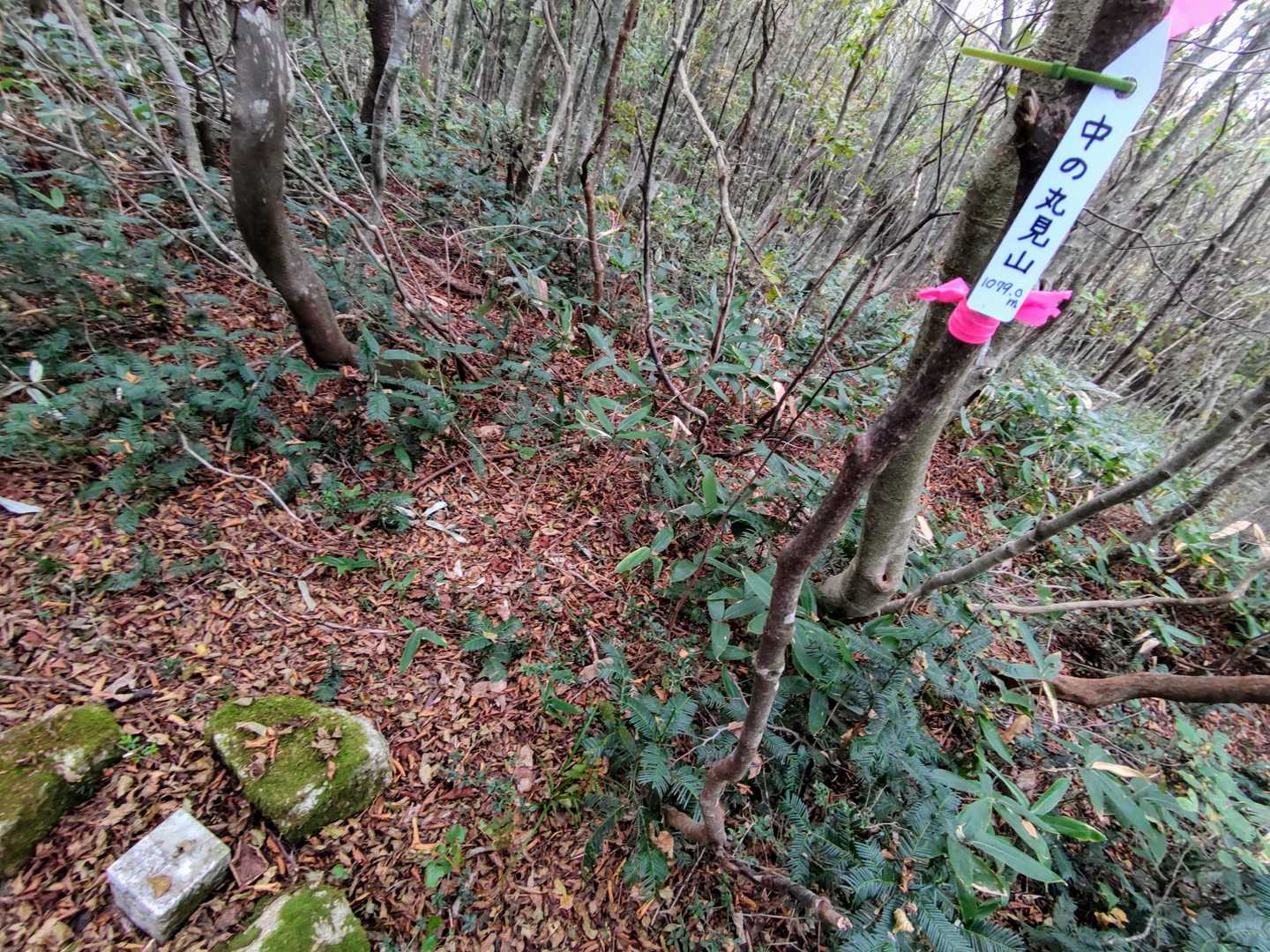 中の丸見山山頂に到着😄
