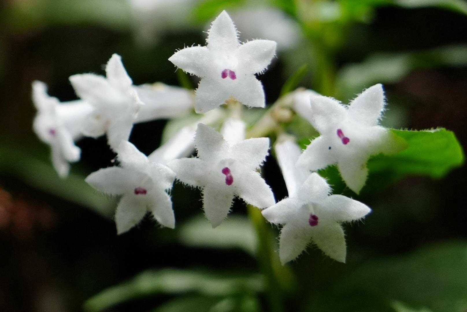ゴール近くでまた群生地