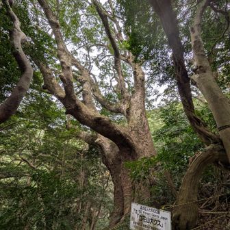 国指定の大クス　クスの群落は北限だそうです。
