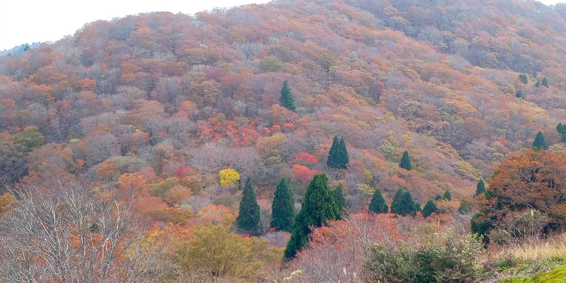 日射しが欲しい
コヤマノ岳
真ん中に見える黄色の木の下で昼食
