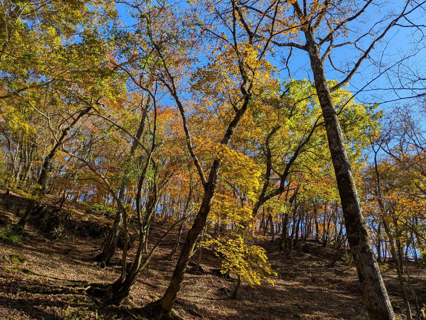 御池岳・鈴北岳周回 | シマリスに出会える鈴鹿最高峰のカルスト台地の写真