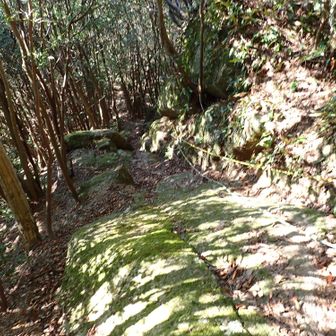 所々に補助ロープ付きの急登あり。
岩の上が苔むしているので、濡れてると危険そうです。