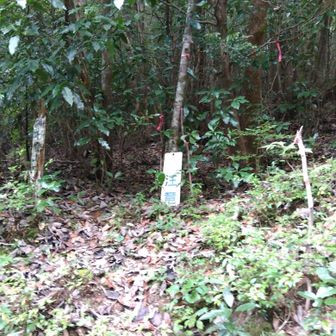 花を楽しんだ後少し歩くと朝陣野登山口に着きました。
樹林の中を歩き、山頂に向かいます〜🥾