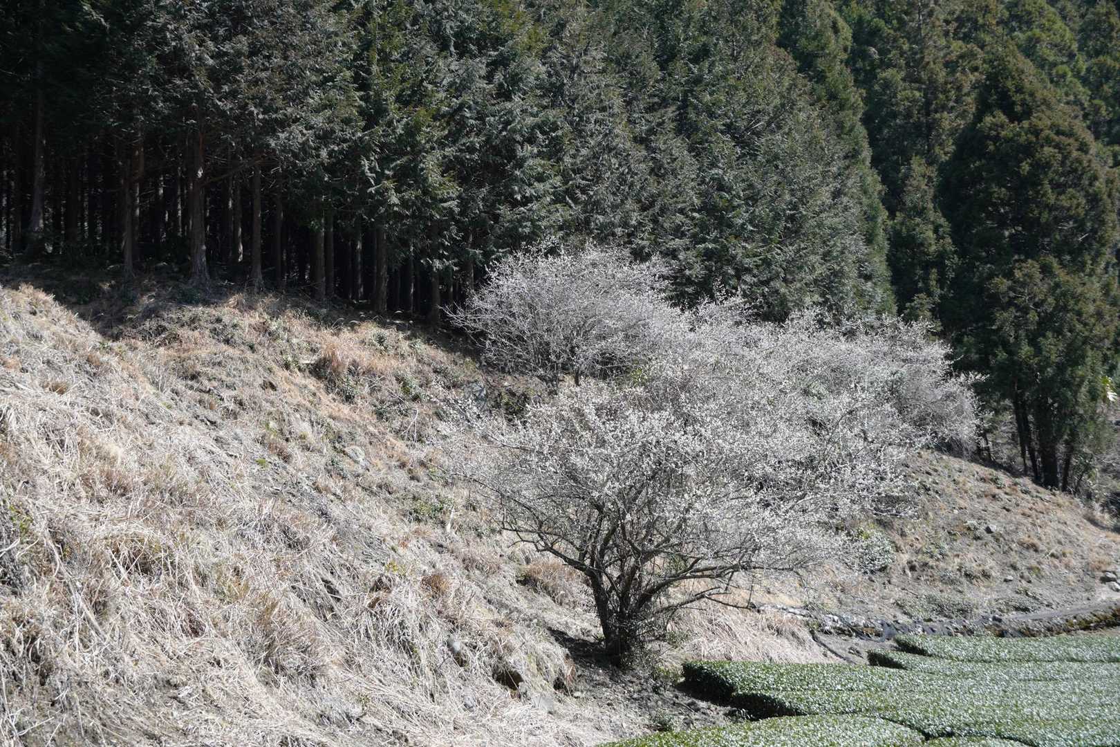 樽峠-高ドッキョウ 往復コースの写真