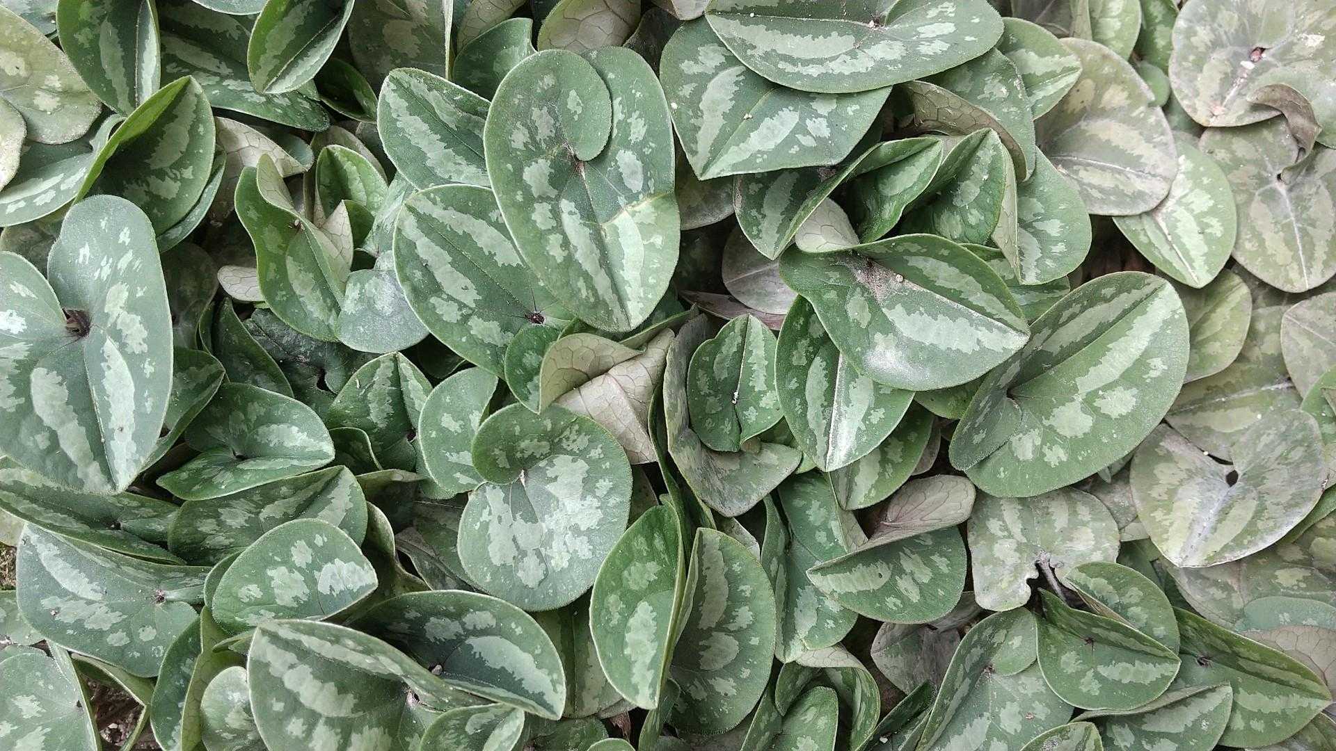 西宮市北山緑化植物園まで下りてきました
ヒメカンアオイ やったっけ⁉️
