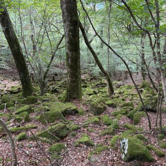 苔が✨🤩
