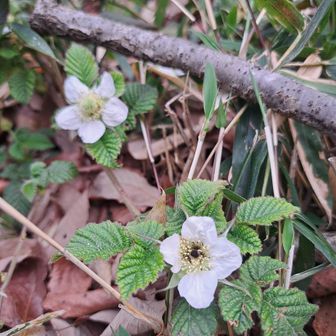 苺の🍓の花みたい。
可愛い。


K様から
【クサ　イチゴ】

主な花言葉
「幸福な家庭」
「尊重と愛情」
「先見の明」

白くて可憐な花だけど、そのあとに甘い実をつけることから、「実り」や「あたたかい暮らし」を連想させる意味が込められてるんだね。


あたたかい暮らし　っていいねぇ✨素敵。