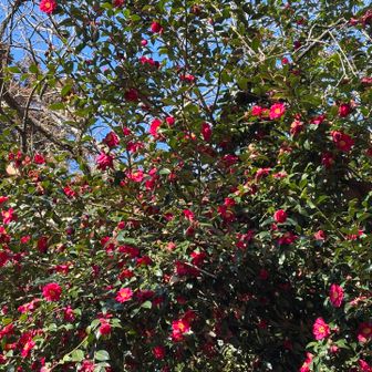 さざんかさざんか咲いた道〜♪
フンフン鼻歌交じりに歩いて