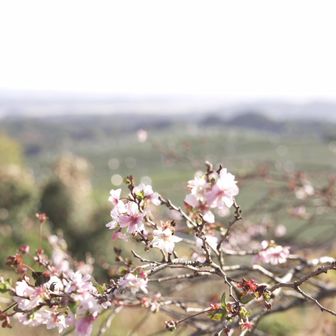 10月桜 と言うらしい