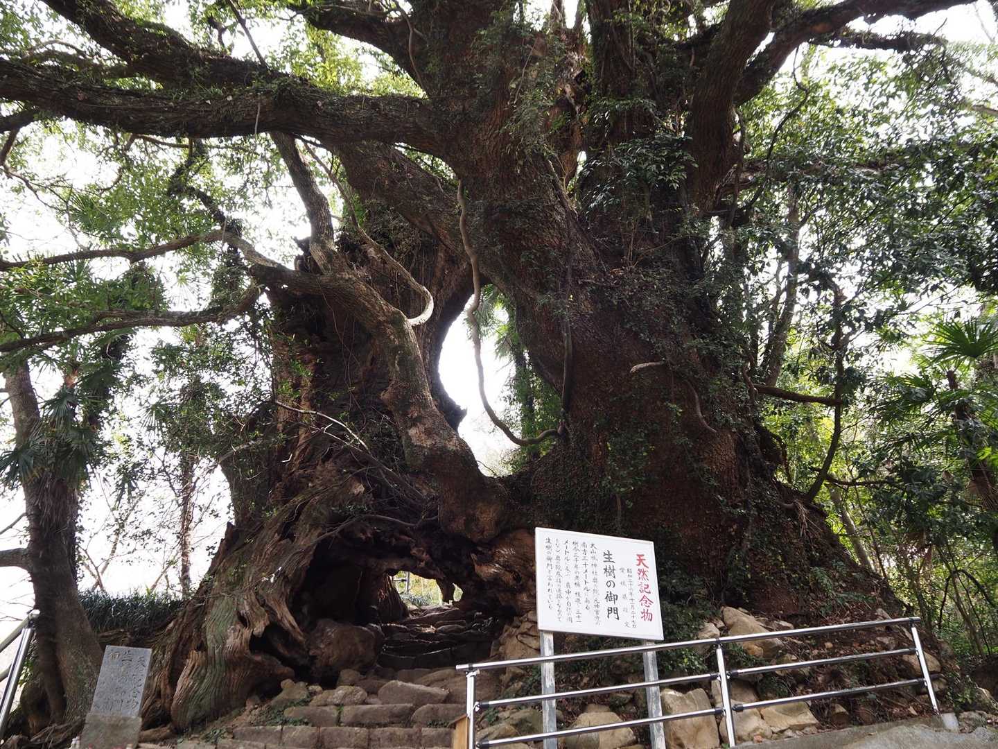 自然はすごいな✨