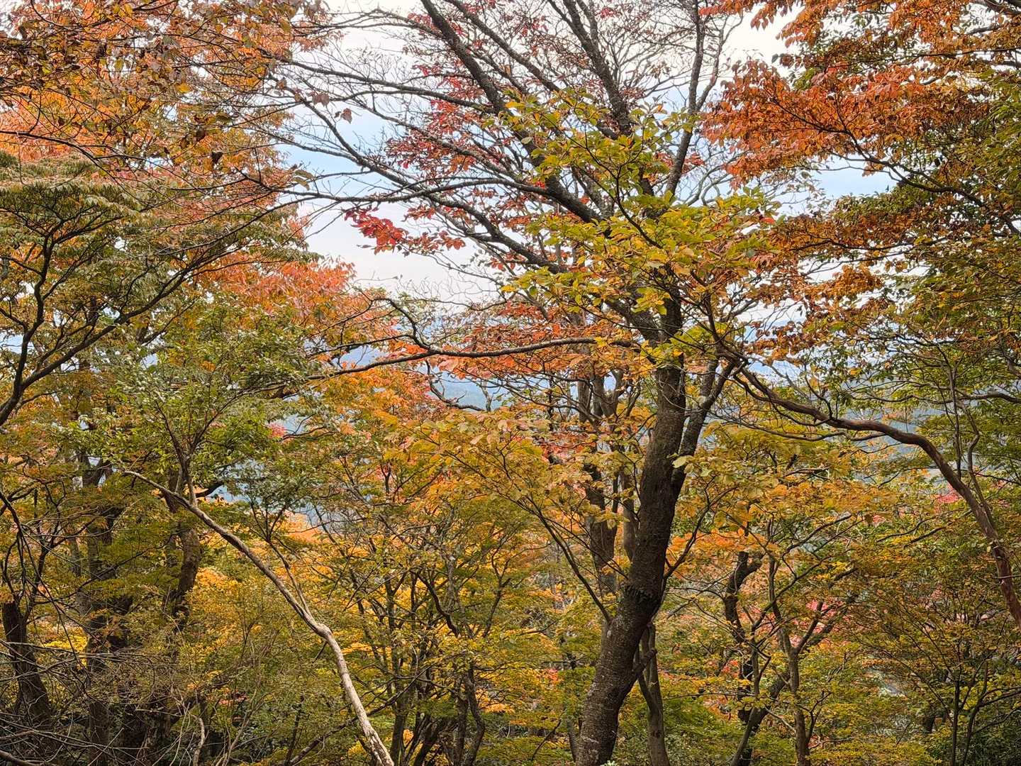 阿夫利神社下社-大山-見晴台 周回コースの写真