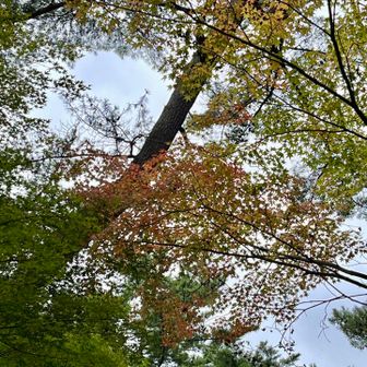 ちょっぴり色づいてる🍁