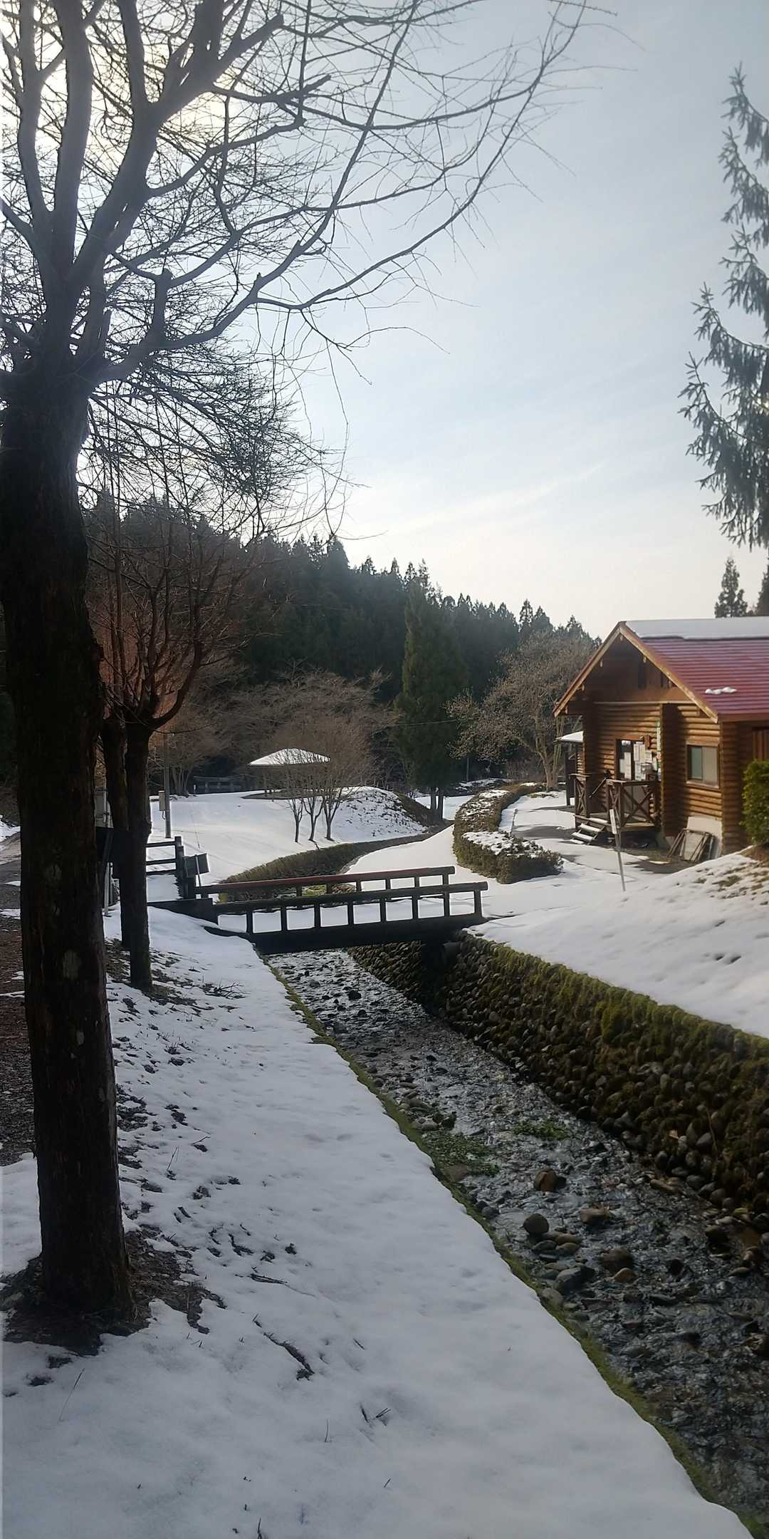 森林公園の今の状態。