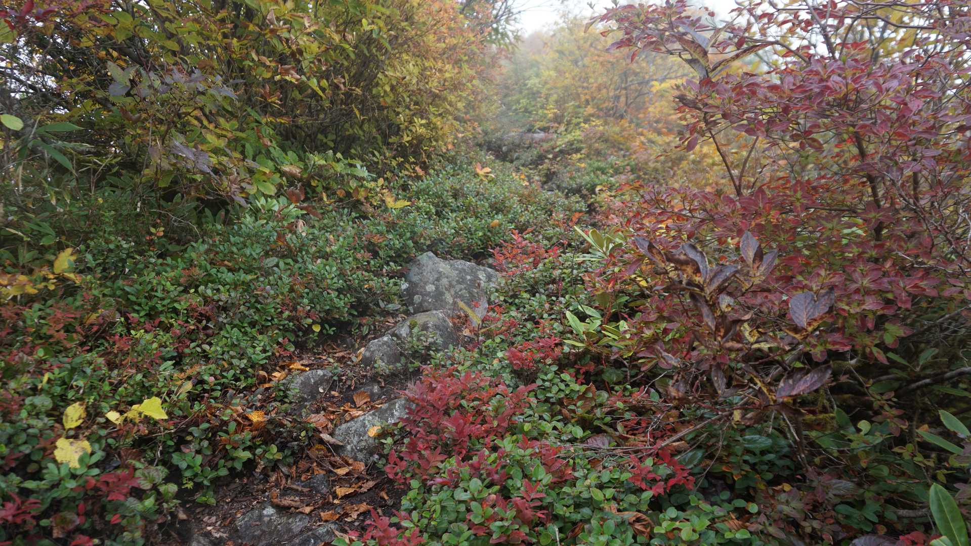 紅葉は盛りだが、まずは足元注意して。