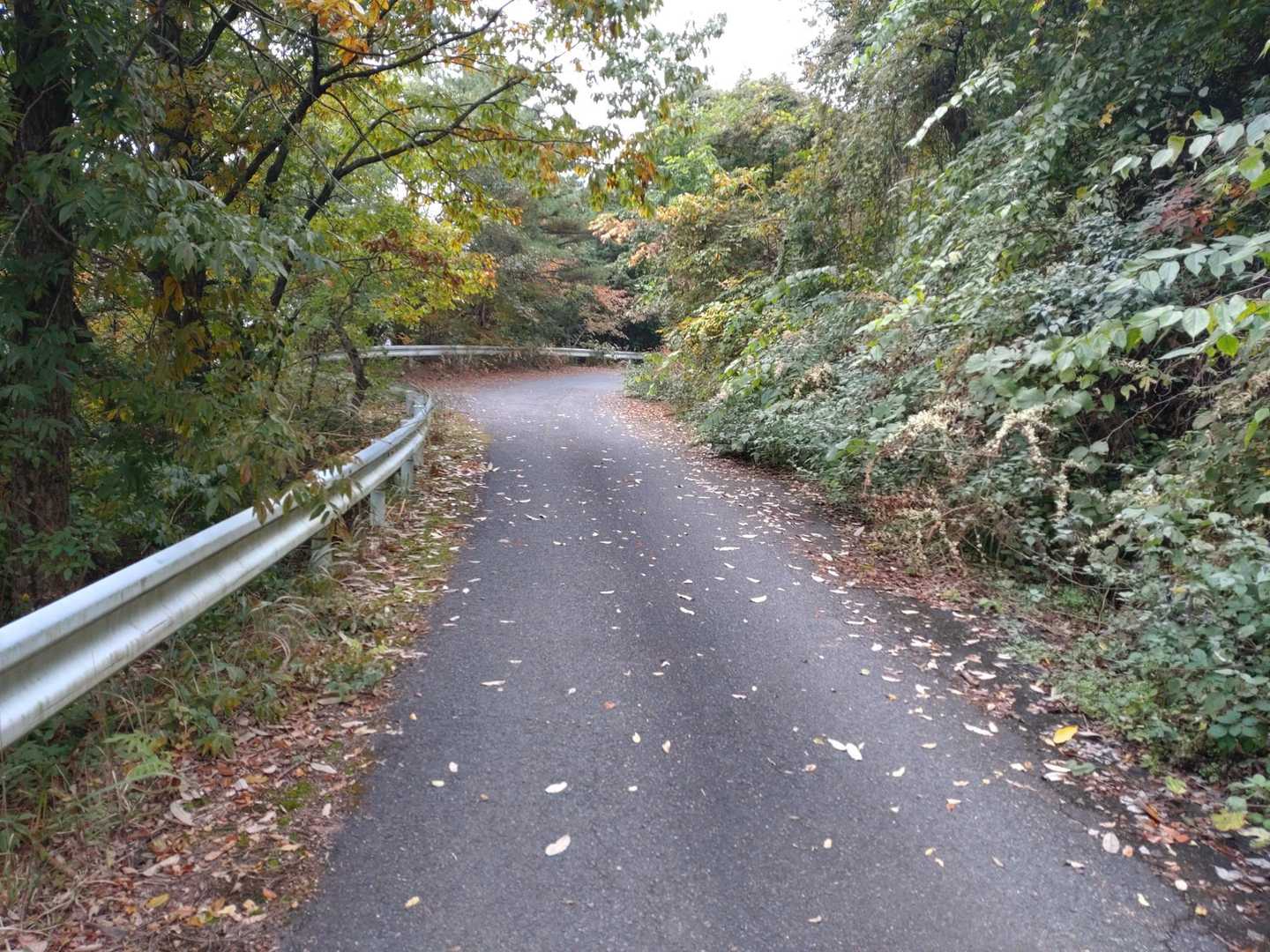 途中からは林道