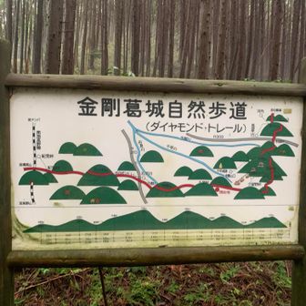 ここからはピークは巻いて進む