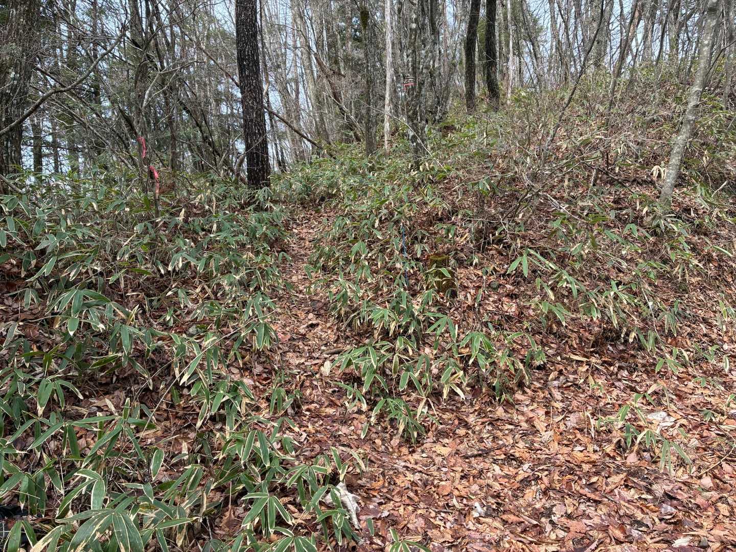 もうすぐ
山頂だと思われます