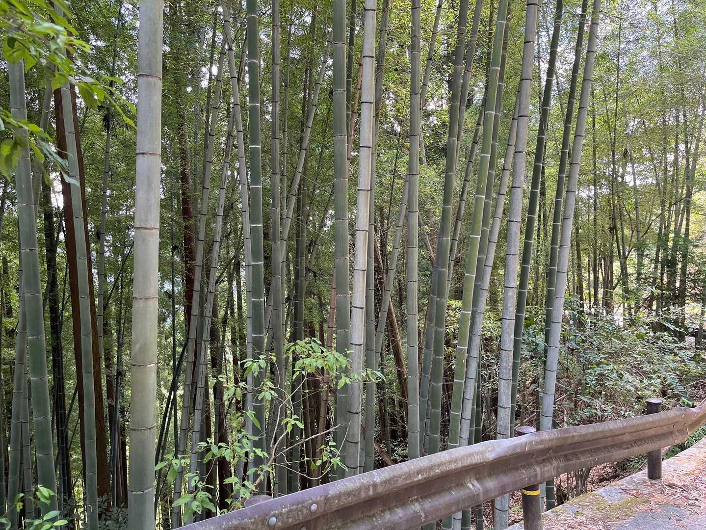 竹林🎋