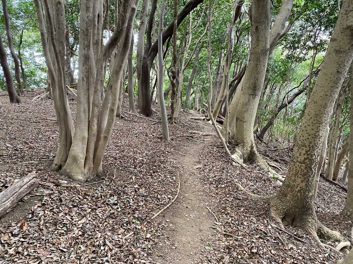赤間登山口-城山-石峠-金山南岳 往復コースの写真