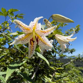 山百合の良い香りが漂う登山道
