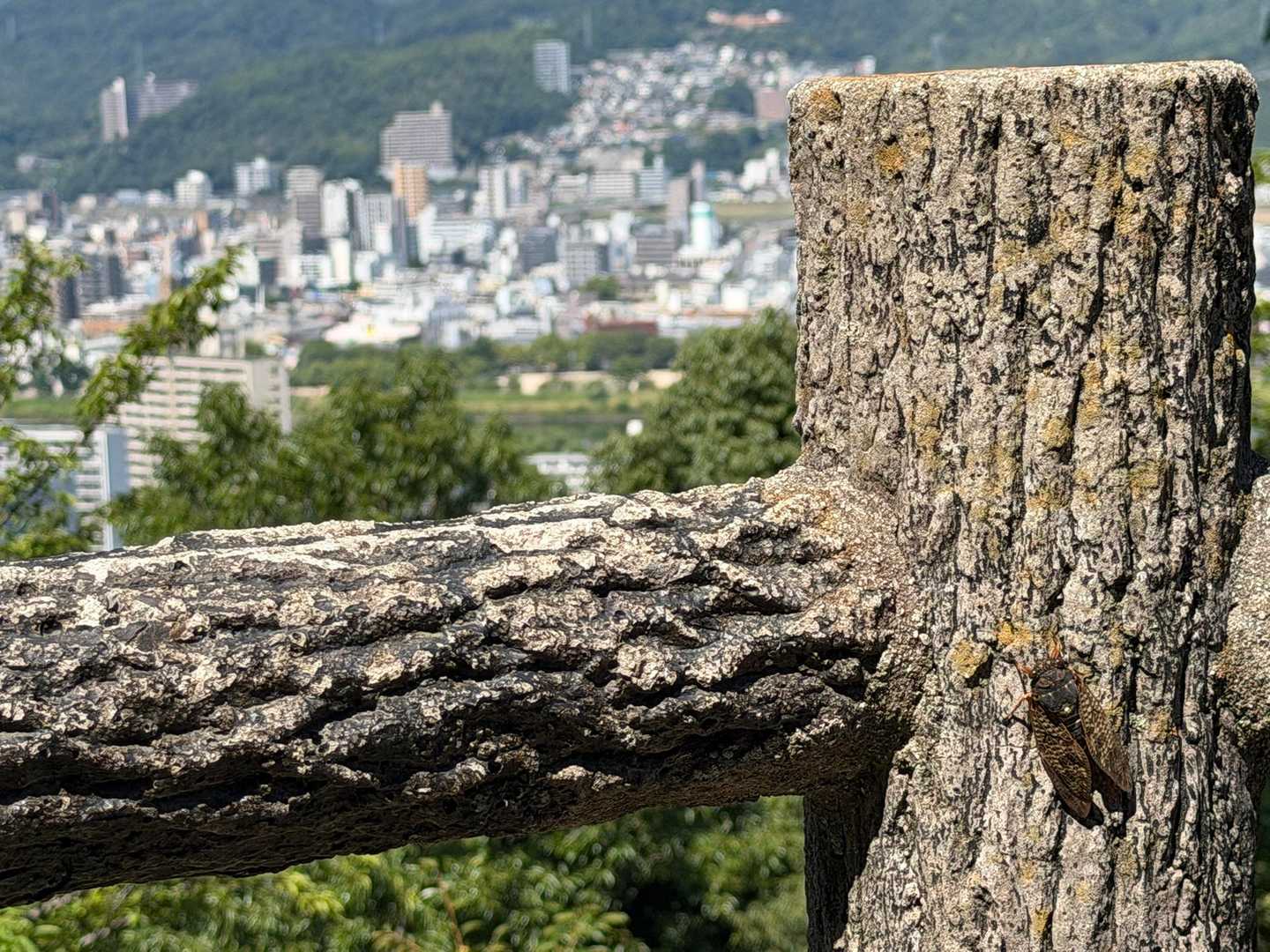 蝉