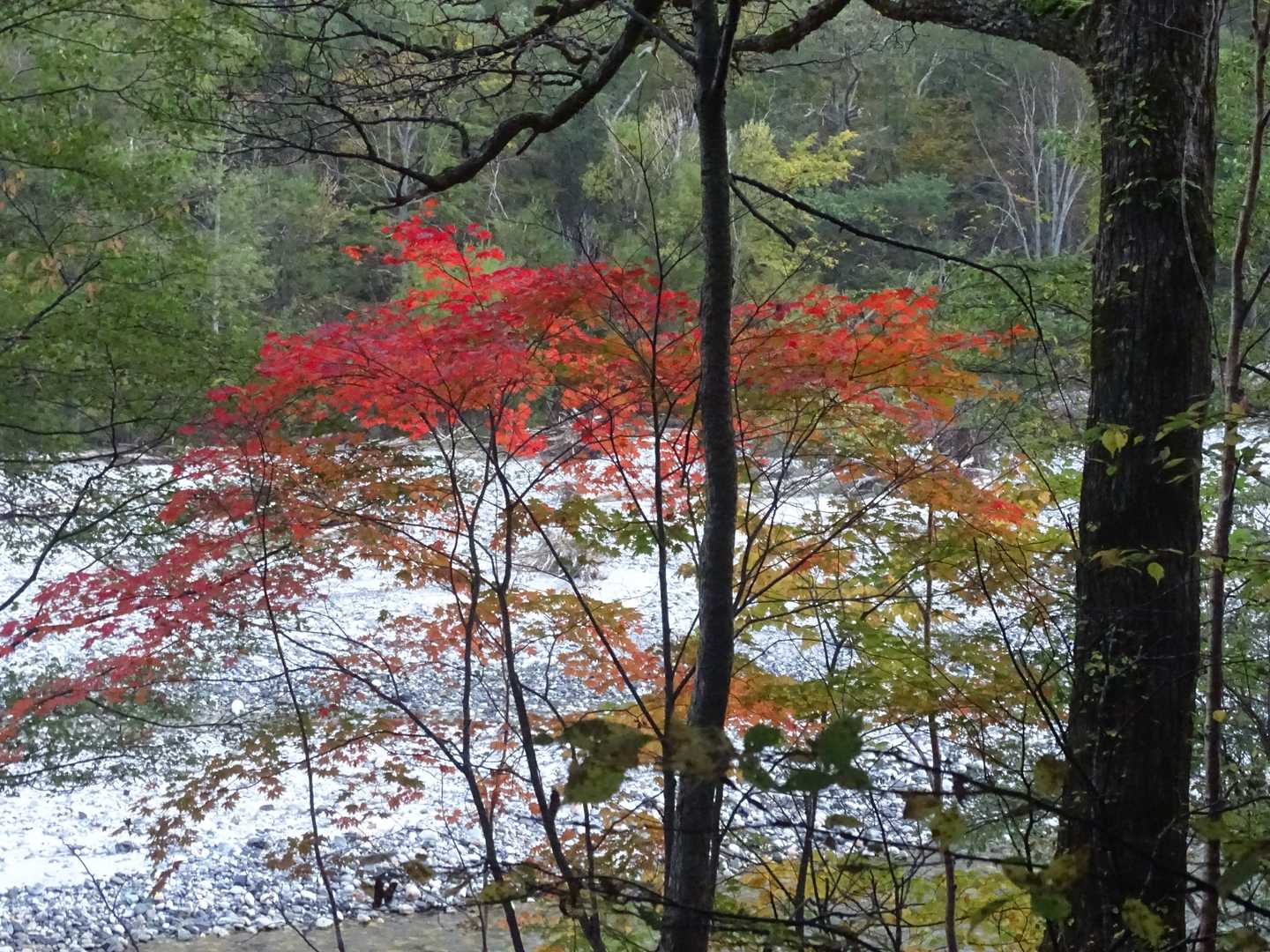 上高地バス停-河童橋-小梨平-槍見河原-赤沢岩小屋-天狗池 往復コースの写真