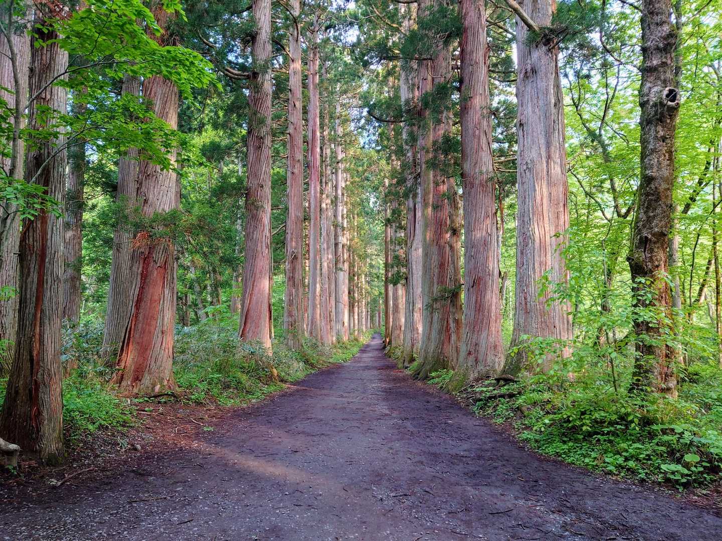 奥社参道の杉並木