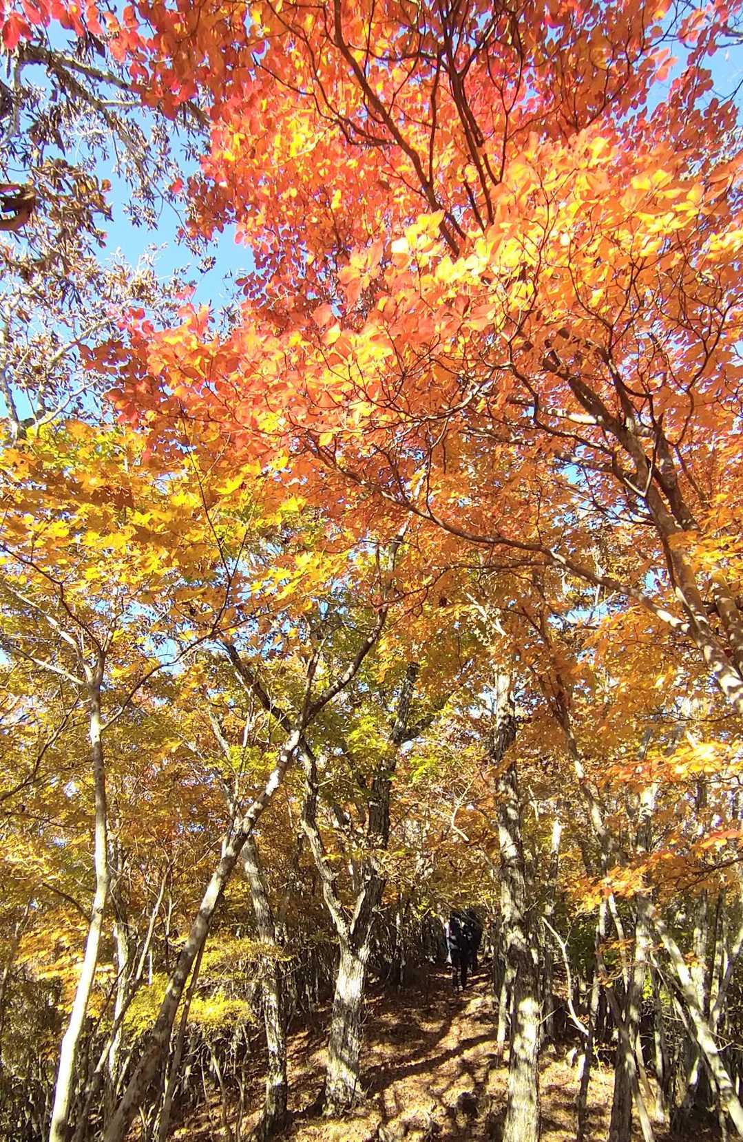こんなに輝く紅葉の下を歩きます🧡💛✨