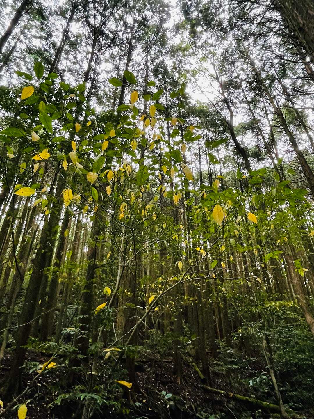 緑と黄の森🌳🟡
