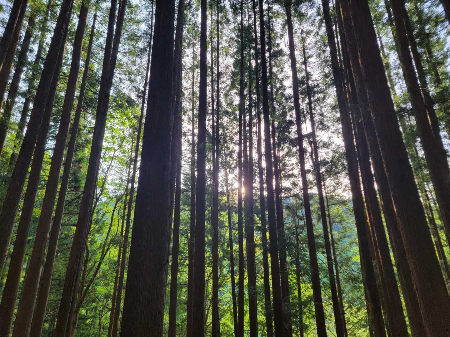 朝日がキレイ🌄
辺りがキラキラしてきました。